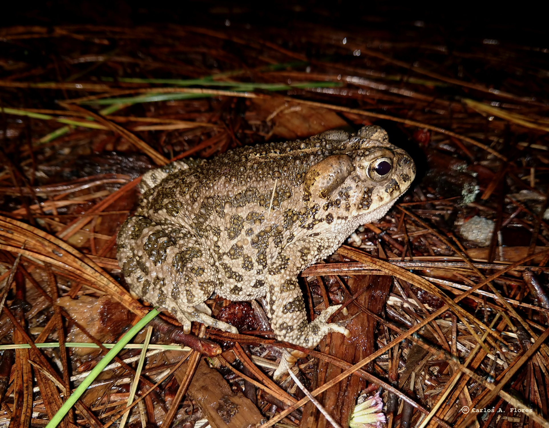 El Sapo de Los Pinos (Incilius occidentalis)